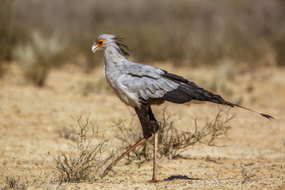 Bird perching on a sand