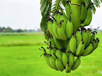 Close-up of bananas growing on tree against field