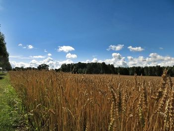 Scenic view of wheat field against sky