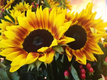 Close-up of sunflower blooming outdoors