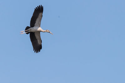Low angle view of seagull flying in sky