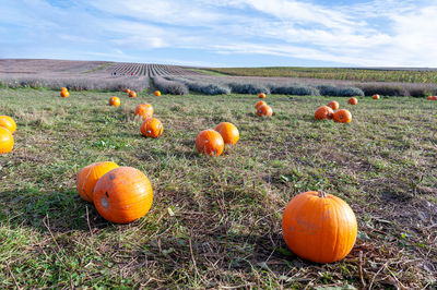 Pick your own pumpkin on farm from pumpkin patch.