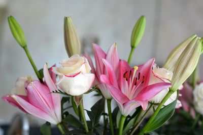 Close-up of pink flowering plant