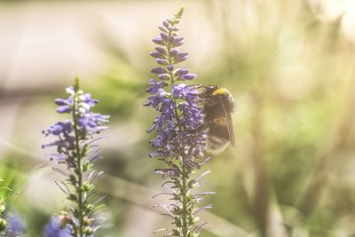 Close-up of bee pollinating on purple flowering plant