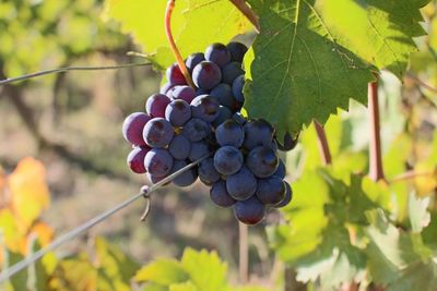Close-up of grapes growing in vineyard