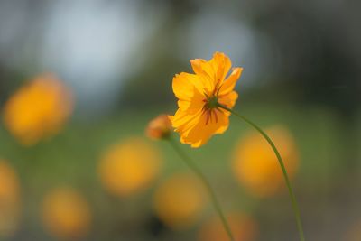 Close-up of yellow flower blooming outdoors