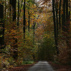 Footpath amidst trees in forest during autumn