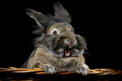 Close-up of a rabbit over black background