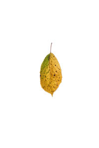 Close-up of insect on leaf against white background