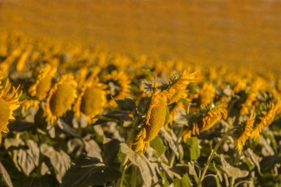 Close-up of yellow flowering plant on field