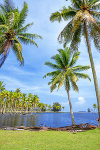 Palm tree on beach