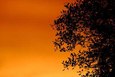 Low angle view of silhouette tree against orange sky