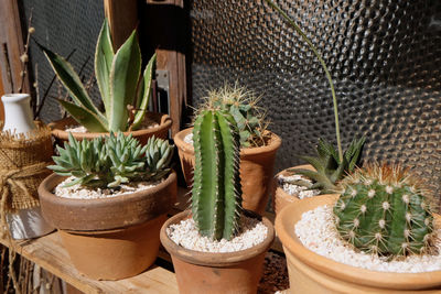 Close-up of succulent plants in pot