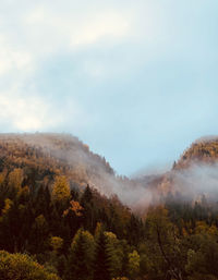 Scenic view of trees against sky during foggy weather