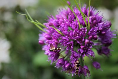 Close-up of insect on purple flowering plant