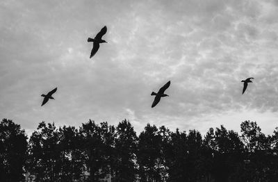 Low angle view of silhouette birds flying in sky