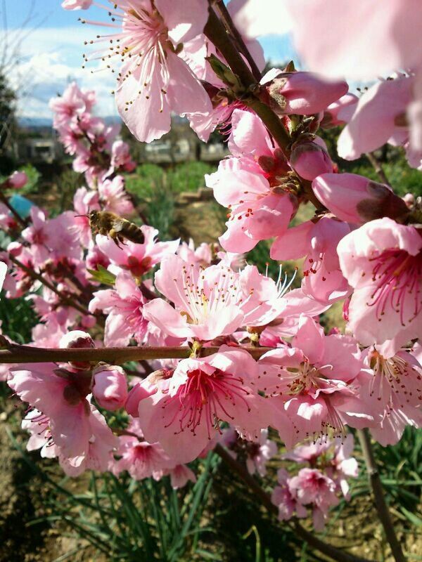 flower, freshness, fragility, pink color, growth, beauty in nature, petal, tree, branch, blossom, nature, blooming, cherry blossom, in bloom, focus on foreground, close-up, low angle view, flower head, pink, cherry tree