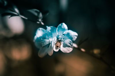 Close-up of insect on flower against blurred background