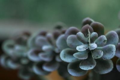 Close-up of flowering plant