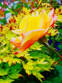 Close-up of yellow flowering plant