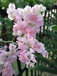 Close-up of pink cherry blossoms