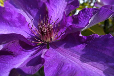 Close-up of purple flowering plant