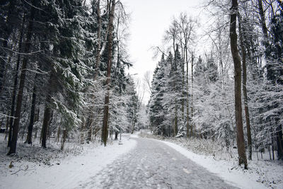 Road amidst trees in forest during winter