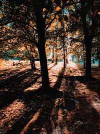 Silhouette trees on field during autumn