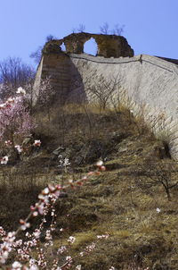 Plants growing on land by building against sky