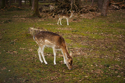 Deer standing in a field