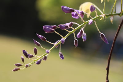 Close-up of purple flowering plant