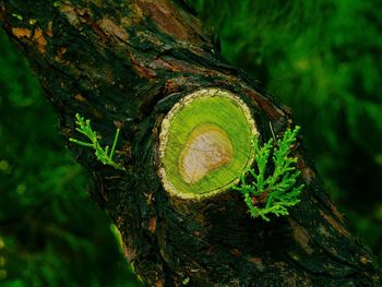 Close-up of tree trunk