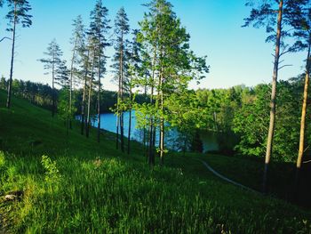 Scenic view of trees on field against sky