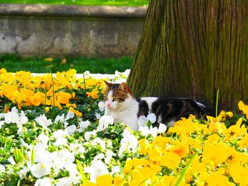 Cat by yellow flowers blooming outdoors