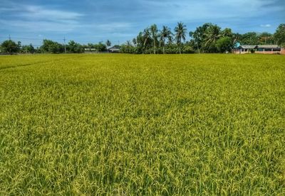 Scenic view of agricultural field against sky