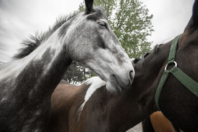 Close-up of two horses in ranch