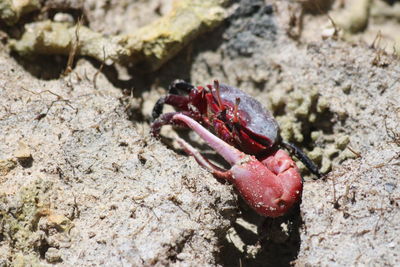 Close-up of red crab on sand