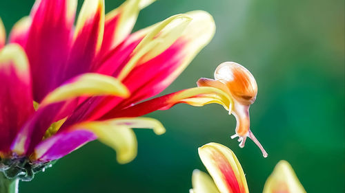 Close-up of tulip lily