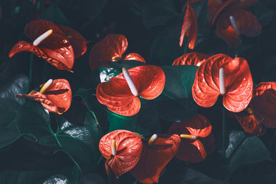 High angle view of red flowers on leaves