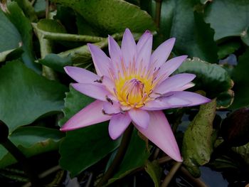 Close-up of pink water lily