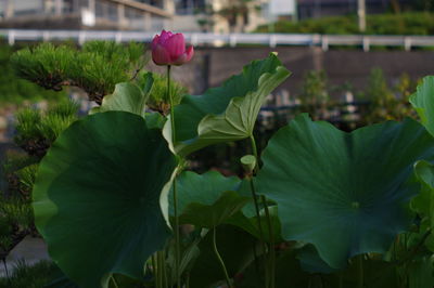 Close-up of pink flowering plant