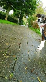 Dog on road amidst trees