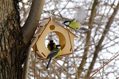 Low angle view of bird perching on tree