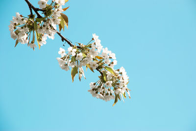 Low angle view of cherry blossom against clear sky
