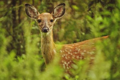 Portrait of deer