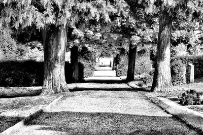 Footpath amidst trees