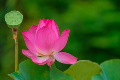 Close-up of pink water lily