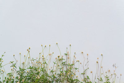 Close-up of white flowering plants against clear sky