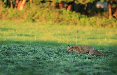 Fox on field