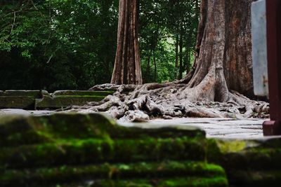 Trees growing in forest